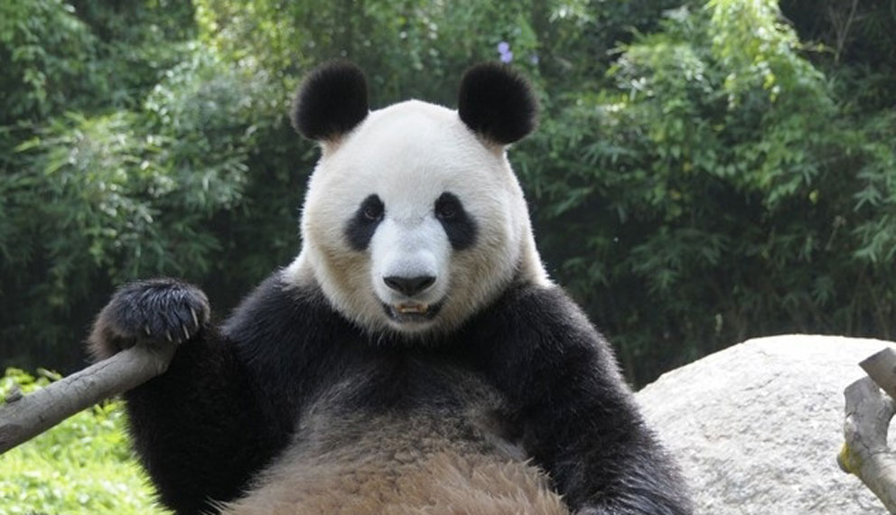 Questo è un panda, ma vero