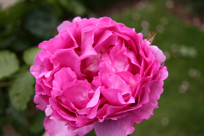 La celebre rosa rampicante amata da Yves Piaget 