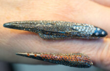 Suciyan, anello in argento rodiato con diamanti neri e bianchi, zaffiri arancioni. Copyright: gioiellis.com