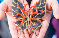 Spilla Metamorphosis in fibra di carbonio, oro, diamanti, corallo. Copyright: gioiellis.com